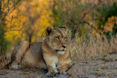 Kruger Park Safari Full Day Private Vehicle from Hazyview
