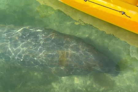 Manatee Discovery Anna Maria Island