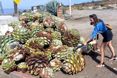 Experience the Mezcal Tour in Oaxaca