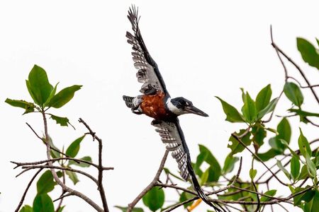 Half Day Tour Churute Mangroves and Bird Watching from Guayaquil