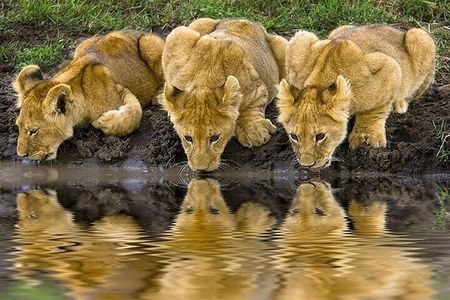 Discover the World's Latest Updates on 2 day Tanzania Safari Tour