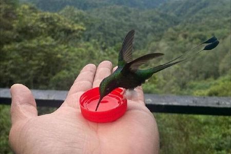 MINDO CLOUD FOREST - Nature & Birds - Personalized Experience