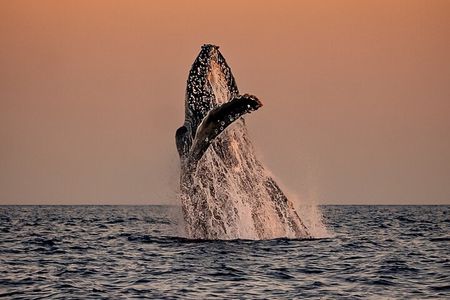 Sunset Whale Watching in Cabo San Lucas