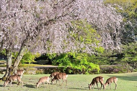Kyoto Day Tour to Arashiyama, Fushimi Inari and Nara Deer Park