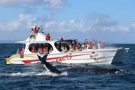 Adventure in Samaná Whale Watching, Limón Waterfall, and More