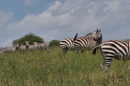 Nairobi National Park Half Day Tour