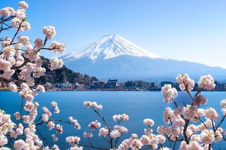 Mt. Fuji Cherry Blossom and Shibasakura Festival Tour