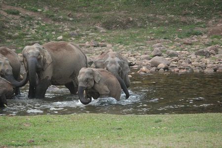 Anakulam Wild elephant Visiting & Tribal village 4*4 Ride