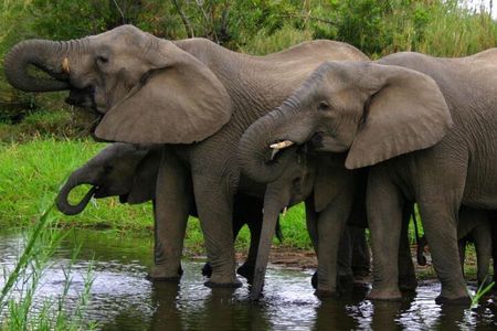 4 Day Garden Route & Addo National Park Adventure from Cape Town
