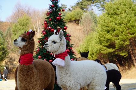 Alpaca, Nami, Eobi with Rail Bike or Strawberry