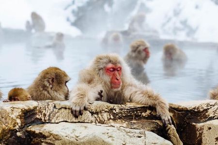 Nagano Snow Monkey Park With Beef Sukiyaki And Gods Wine Tour