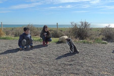 Penguins in Punta Tombo from Puerto Madryn. For Cruisers