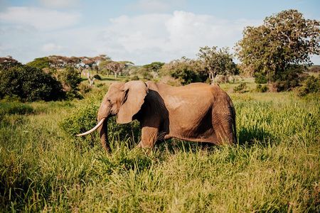 Full Day Tarangire Safari with Maasai Village Visit