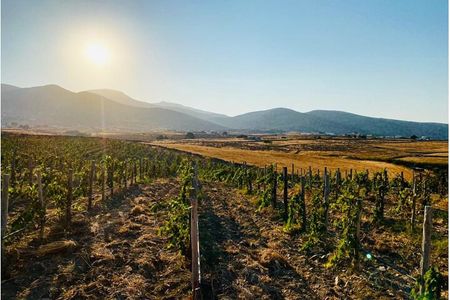Paros Wine Tasting at a Local Winery