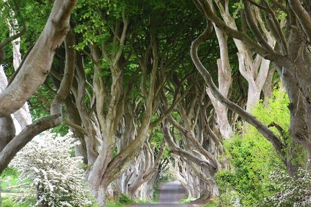 Afternoon Giant's Causeway Half Day Tour from Belfast