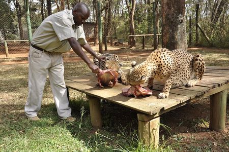 Animal Orphanage with Safari Walk and Bomas of Kenya Guided Tour