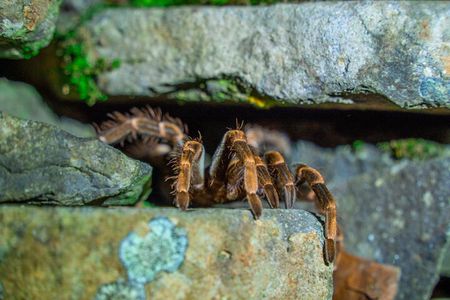 Monteverde Cloud Forest Guided Night Walk