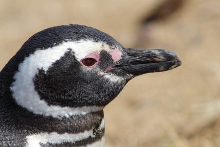 Excursion to Punta Tombo to See Penguins from Puerto Madryn