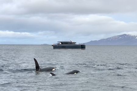 Luxury Whale Watching From Tromso - Small group and local guide