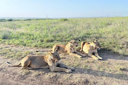 Nairobi: Half-Day Game Drive at Nairobi National Park