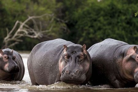 Hippos Watching Tour