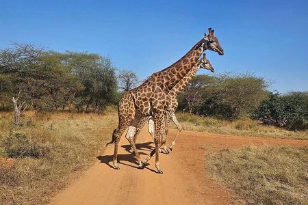 Visit Bandia Reserve and Lunch 