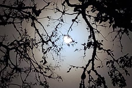 Galveston "Dark of the Moon" Ghost Tour + Red Light District Tour