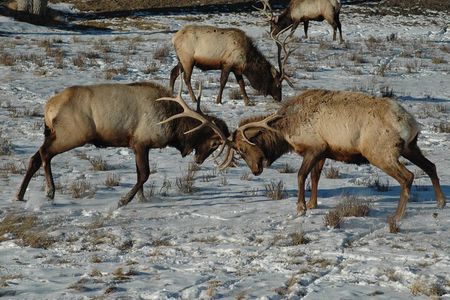 Grand Teton National Park Private Sunrise Tour