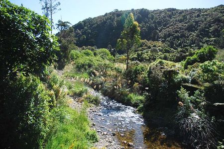 Wellington Native Bush Walking Tour