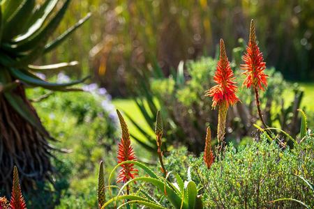 Spectacular Table Mountain & Kirstenbosch Gardens 