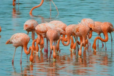 Celestún Mangrove Exploration & Beach Escape from Mérida