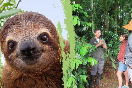 Sloths Observation and Coffee, Chocolate, Sugarcane Experience