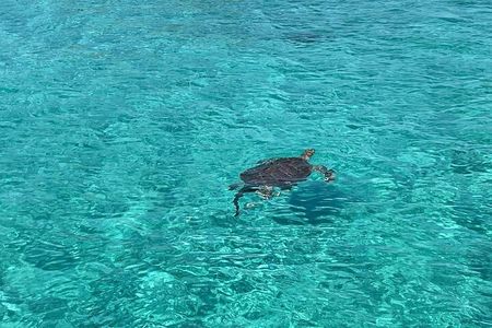 Nassau: Swimming Pigs And Snorkel With Turtles