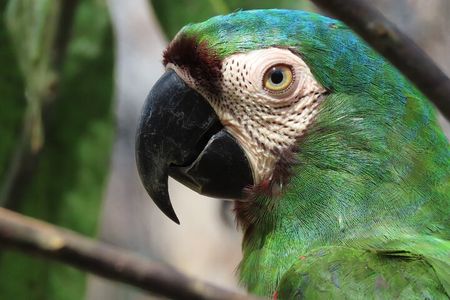 Parrot & Macaw Volunteering in a Wildlife Reserve Near Cartagena