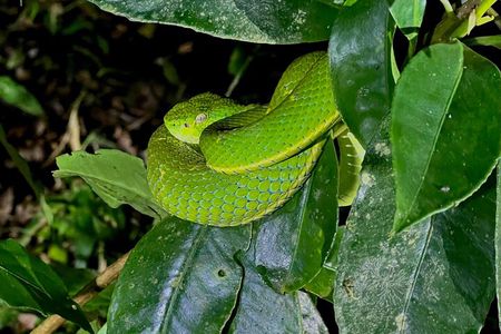 Nighttime Exploration in the Monteverde Cloud Forest