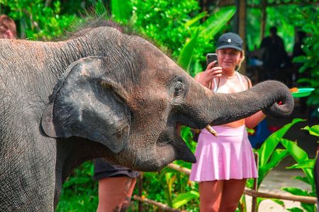 6 Hours Elephant Care and Jungle Tour by 4WD in Koh Samui