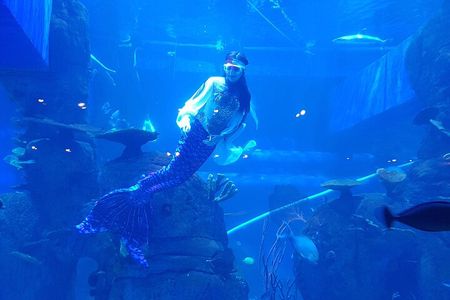 Half Day Tour Jakarta Aquarium and Pantai Indah Kapuk Jakarta