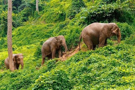 Small Group immersive Elephant Sanctuary & Karen Tribe life