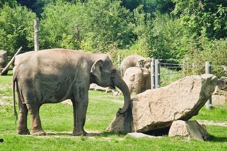 Prague Zoo Admission Ticket with Transfer and Audio Guide