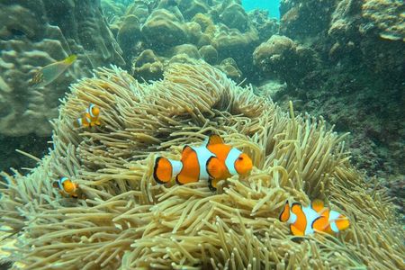 3 Khai Islands Tour- Snorkel, Swim & Relax (Half or Full Day)