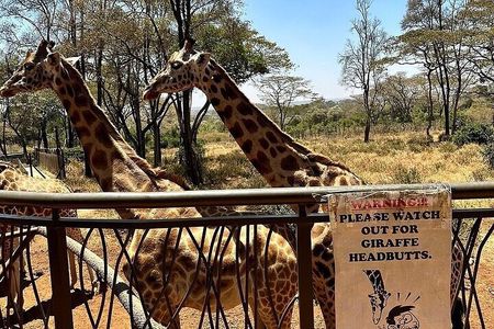 Nairobi National Park, Baby Elephant Orphanage and Giraffe Centre