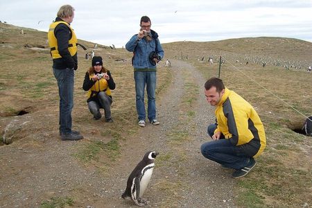Magdalena Island Penguin Walk & Marta Island Wildlife Cruise