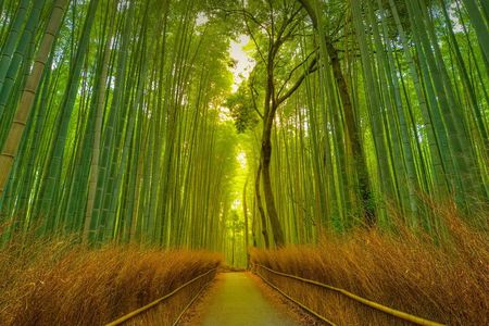 Kyoto Exclusive Private Tour with Vehicle & Professional Guide