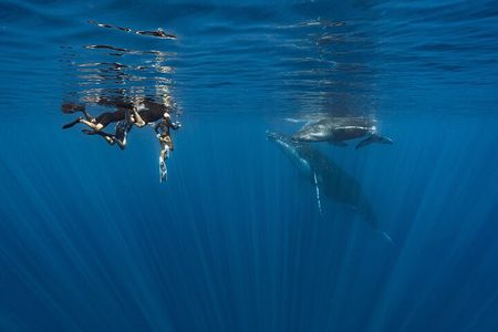 Shared Whale Expedition