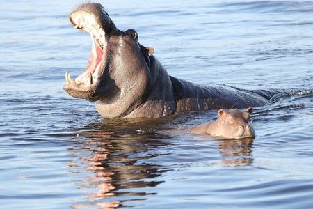1 Night 2 Days Mokoro Overnight Tour Okavango Delta