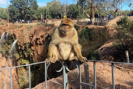 Private Luxury Ouzoud Waterfalls Day Trip -Lunch + Local Guide