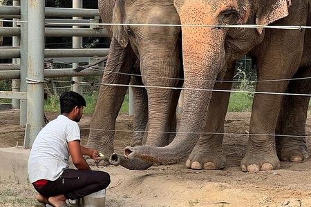 From Agra: Elephant Rescue Center Visits by AC Vehicle transfers