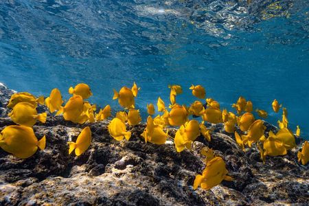 Private Kealakekua Bay Snorkel with Dolphin Watch