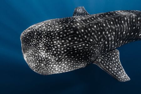 Offshore Safari Adventure in Kona with Underwater Videos