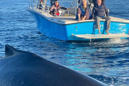 12 Passenger Kaanapali Beach Whale Watch tour. Onboard Whale Mic